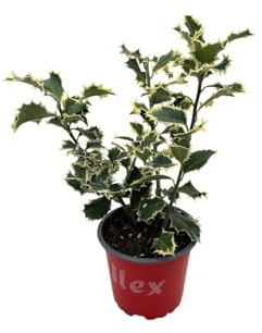 Vivaio Garden Forest Ilex aquifolium Argenteomarginata Vaso 18 H40cm