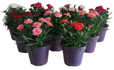 Pack de 6 Plantas de Clavel – Flores Naturales en Maceta para Regalo