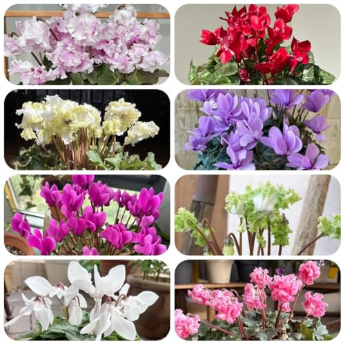 semi di ciclamino resistenti per il giardino ciclamino selvatici da balcone da balcone perenni resistenti ornamentali decorazione 400pcs
