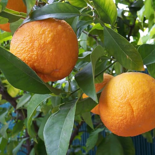 Vivai le Georgiche - Pianta vera di Arancio amaro Citrus x aurantium Melàngolo, Pomarancio, Arancio forte - vaso Ø 20 cm