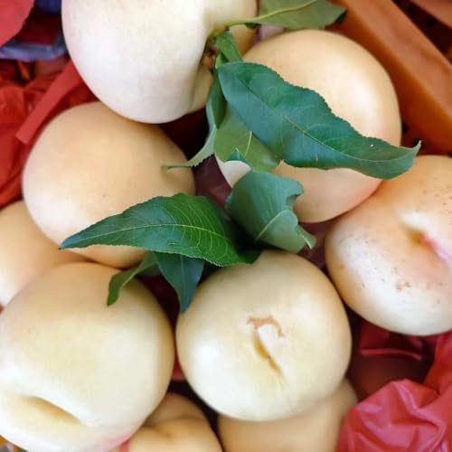 nectarina semillas melocotonero semillas silvestres orgánico columnares interior decorativas 20pcs