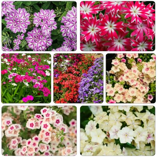 Phlox de alfombra - flox subulata jardín de semillas balcón decorativa 100pcs