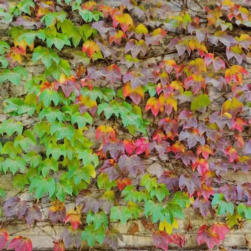 Semi Parthenocissus tricuspidata - da parterre elevato giardino verde decorazione ufficio tetti verdi 400pcs