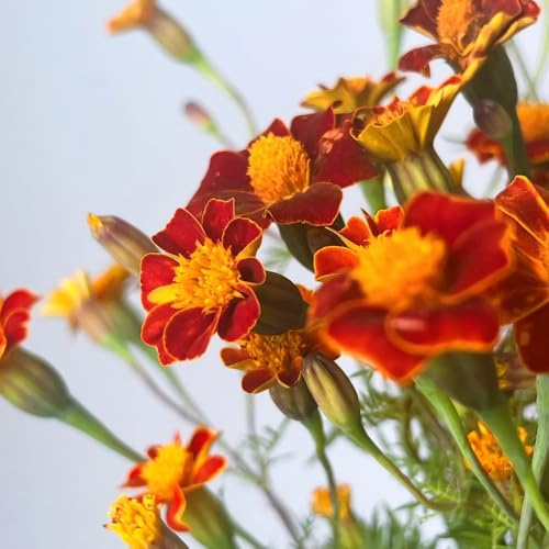 semi di calendula perenni, interno balcone, resistenti giardino 250pcs