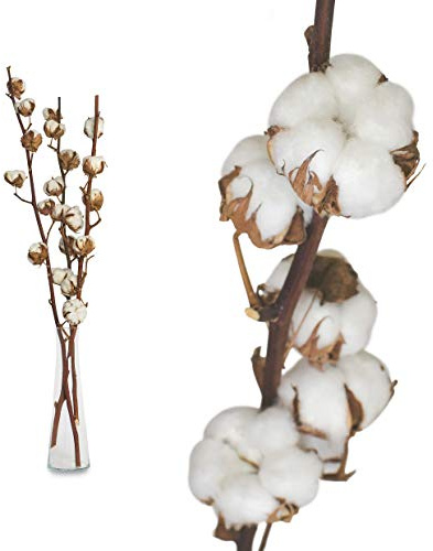 3 Zweige echte Baumwolle - 65 bis 75cm - 7 bis 9 Blüten pro Baumwollzweig - echte Pflanze Trockenblumen getrocknet getrocknete Blumen Deko Blumen mit Stil Deko DIY basteln Floristik für Vase
