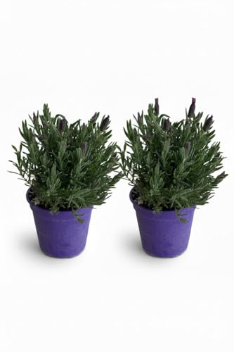 Lavanda Stoechas su vaso cm 14 in confezione da due piante