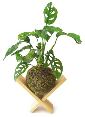 Kokedama Monstera Adansonii PREMIUM Planta de Interior con Maceta de Musgo Natural