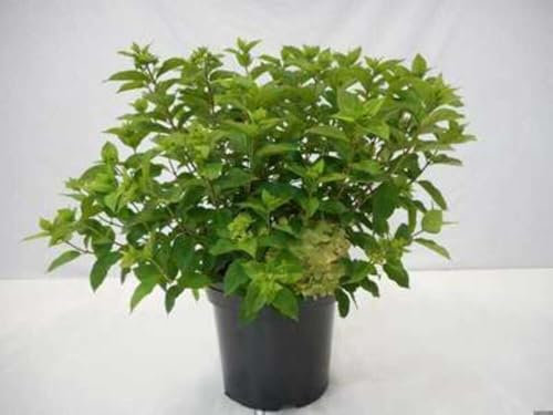 Hydrangea paniculata 'Little Lime' (Jane) - Hortensia paniculé 'Little Lime', Hortensia paniculé 'Jane' 60-80 cm en pot