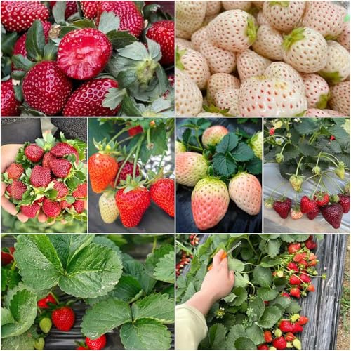 fresa silvestre - semillas decorativas semillas de fresa silvestre perennes resistentes cobertura del suelo resistentes para el jardín balcón 450pcs