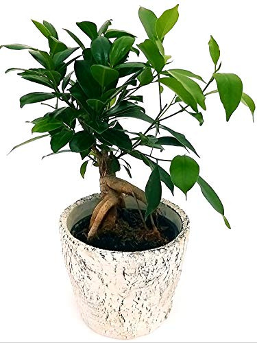 POWERS TO FLOWERS - FICUS GINSENG BONSAI IN VASO PIETRA, pianta vera