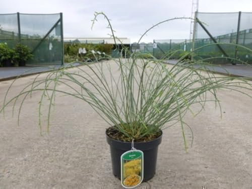 Genista lydia - Flügel-Ginster 30-40 cm Container