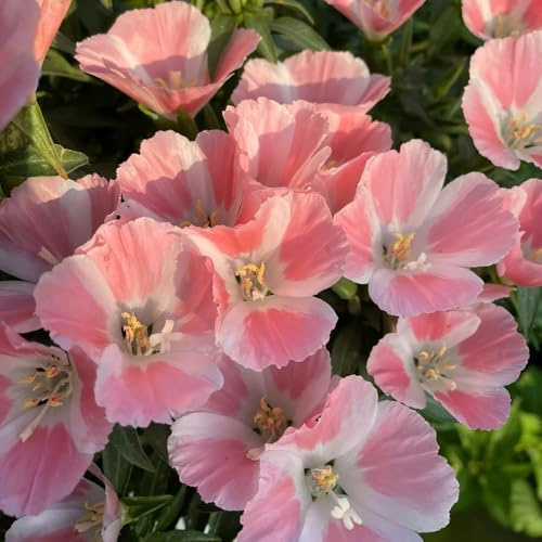 Semillas de azalea de verano, semillas de silvestres semillas de exterior resistentes de interior exóticas 200pcs