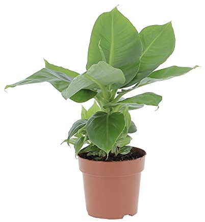 KENTIS - Musa Acuminata Dwarf Cavendish - Banano Pianta Vera - Altezza 30-40 cm e Vaso Ø 13 cm