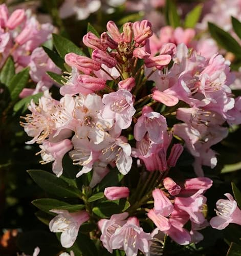 Kleinblütiger Rhododendron Bloombux® 25-30cm - Rhododendron micranthum - lebende Gartenpflanze aus den Baumschulen