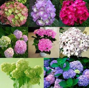 . 20 demi-sacchetto semi hortensia fiori dans vaso gerani balcon ortensia piante d'appartamento semi yi Kinds 10 : multicolore