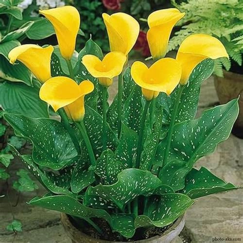 Calla Lily Bulbs-Calla Lily Bulbs for Planting Now UK,Garden Flowers,Wedding Flowers,Hardy Perennial,Plant Bulbs-6bulbs-d