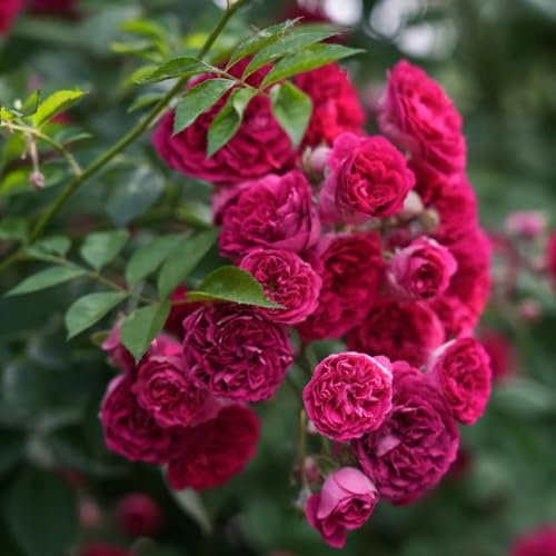 semillas de rosal trepador - jardín, lianas, decoración, selva, Rosales trepadores resistentes - rosas trepadoras - resistentes para jardín 500pcs