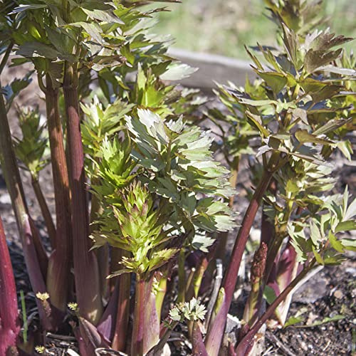liebstöckelsamen, kübelpflanzen kräuterbeet für die küche pflanzensamen zimmerbonsai hochbeet deko garten topfpflanzen balkongewächshäuser wildkräuter stauden winterhart mehrjährig 150pcs