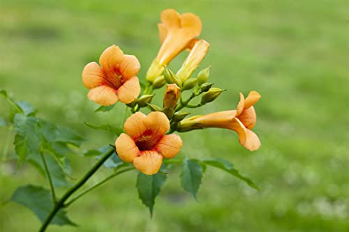 Campsis tagliabuana 'Madame Galen' 40-60 cm – Winterhart, Mehrjährig – Trompetenblume – Kletterpflanze für Pergola & Rankhilfe
