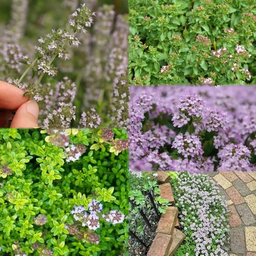 400 piezas semillas tomillo - semillas interior exóticas, de pradera de jardín con balcón para