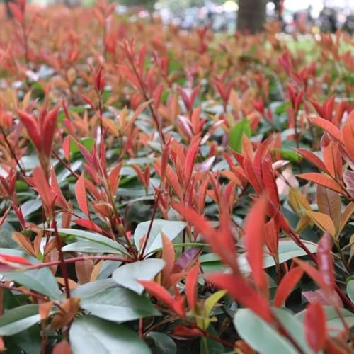 Photinia red robin - petirrojo rojo cortadas de jardín sombra, resistentes bonsái de interior semillas balcón resistentes jardín 300pcs