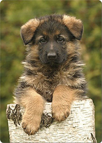 +++ Deutscher SCHÄFERHUND - SCHNEIDEBRETT Dekoteller Glasbrett Dekoglas - DSH 01