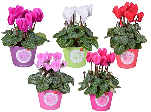 Pack de 5 Violeta de los Alpes Cyclamen Plantas con Flores de Colores
