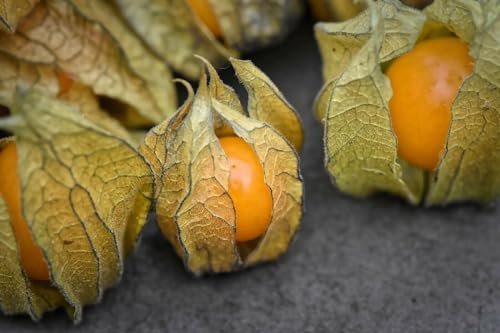 Buy4Seeds Cape Gooseberry PHYSALIS PERUVIANA 100 Seeds Easy to