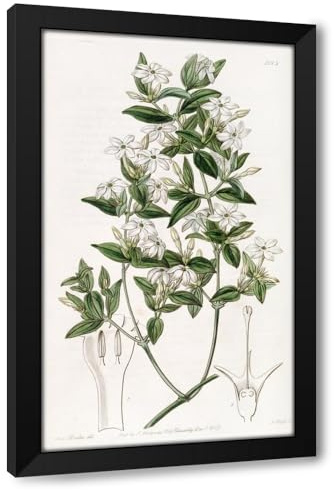 ArtDirect Privet-leaved Jasmine (1815-1819) Custom Framed Art Print Giclee Print or Canvas Options with Various Sizes and Customization by Sydenham Edwards