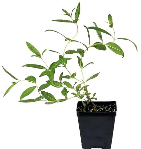 Hierba Luisa Planta Natural y Medicinal - Planta de Exterior para Jardines