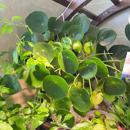 Pilea peperomioides - glückstaler, Chinesischer Geldbaum, balkonpflanzen schnittblumen deko wohnzimmer topfpflanzen balkongewächshäuser balkonblumen zimmerbonsai blumensamen 100samen