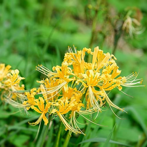 bulbi di giglio ragno, Lycoris radiata, tappezzante resistente rampicanti resistenti, adatte al pieno sole serre balcone decorazioni 3pcs