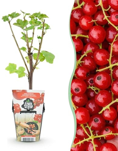 Grosella roja - Ribes rubrum Jonkheer van Tets - Hardy - 3 Plantas - 15-25cm - Ø9cm - Planta de jardín