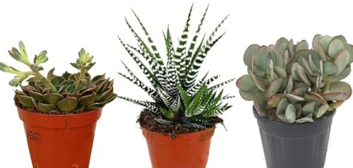 Pack de 3 Plantas Crasa, Mix de suculentas variadas. Mix de plantas Crasas, en maceta de 8 cm. Suculentas con hojas gruesas que almacenan agua, ideales para climas secos. Segura Garden.