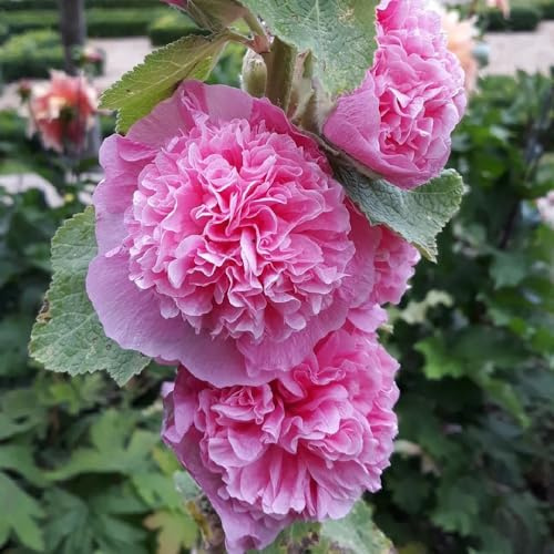 stockrosensamen stockrosen stockrose - schnittblumen blumensaat blumengarten blumenstauden winterhart indoor kräutergarten pflanzendeko gartenkräuter blumendeko sommerblumen 350samen