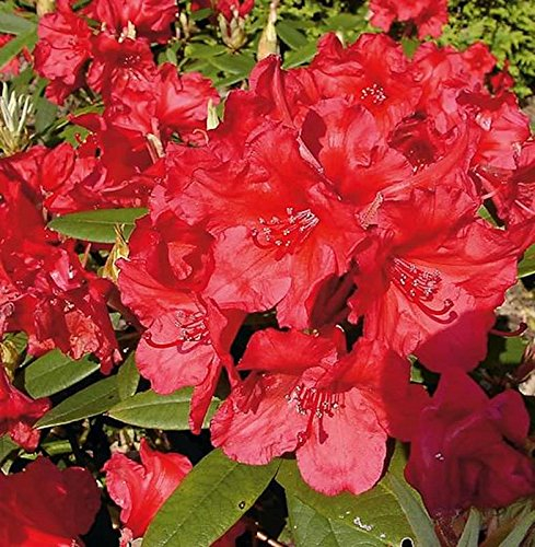 Großblumige Rhododendron Vulcan Flame 30-40cm - Alpenrose - lebende Gartenpflanze aus den Baumschulen