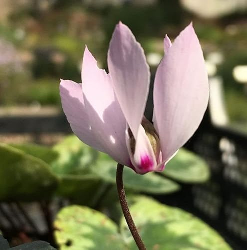 Anatolien Alpenveilchen - Cyclamen cilicium - lebende Gartenpflanze aus den Baumschulen