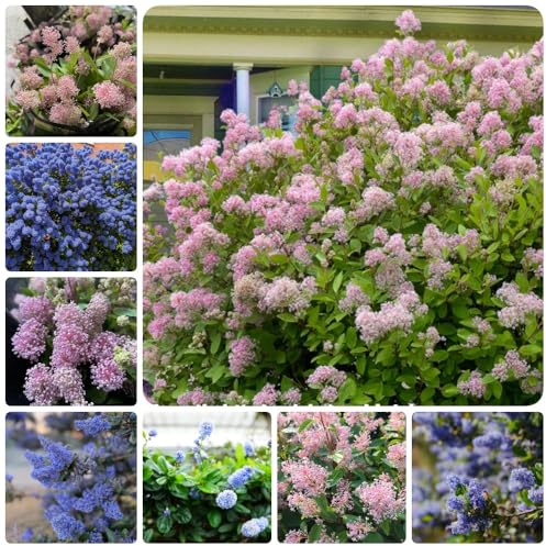 Immergrüne SäckelblumeSamen, Ceanothus, herbstpflanzen winterhart balkonpflanzen immergrüne kübelpflanze 30pcs