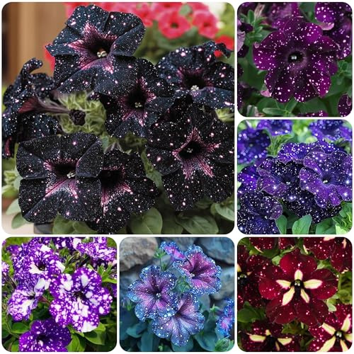 300+Night Sky Petunia Seeds for Planting-Dwarf Wave Petunia Flower Plant in Home Gardens