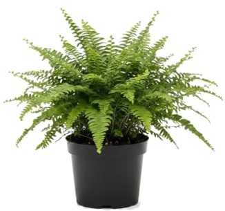 Planta Viva de Interior | DECOALIVE Helecho de Boston Nephrolepis Exaltata Maceta de 12 cm para Ambientes Frescos