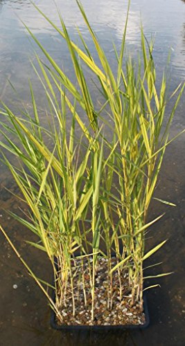 WASSERPFLANZEN WOLFF - 4er-Set im Gratis-Pflanzkorb - Phragmites australis 'Variegatus' - Schilf, grün-weiß-gelb gestreift - winterhart