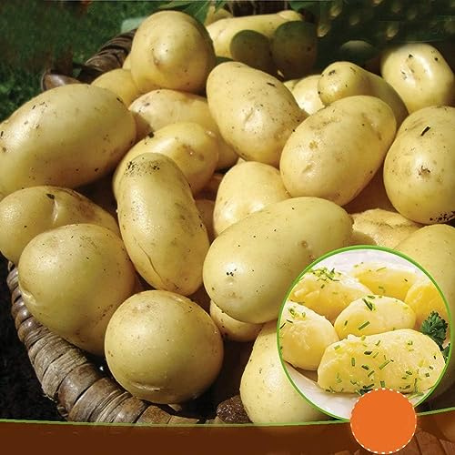 Seed Potatoes Charlotte- Enjoy Delicious Salads - Great to Grow in Your Beautiful Garden - RHS Award of Garden Merit (10)