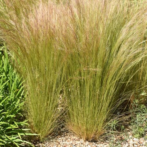Stipa tenuissima (Mexican Feather Grass) - Hardy Perennial Ornamental Grass with Wispy Texture & Silvery Flowerheads - Ideal for Borders & Containers – 1x 2 Litre Potted Plant by Thompson & Morgan