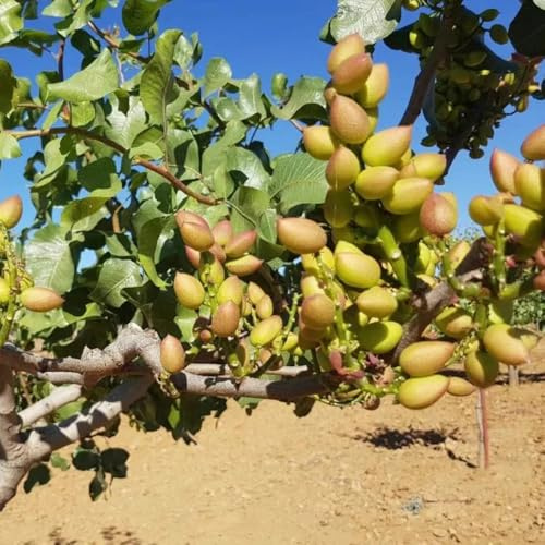 Semillas de pistacho para comprar pistacho vera, nueces, nueces resistentes al exterior 35pcs