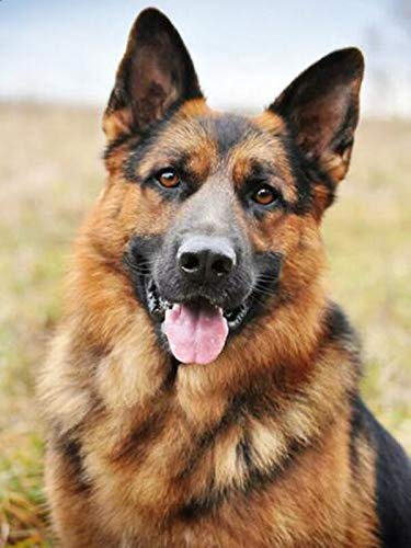 HUILIYI 5D DIY Adult Diamond Painting Kit Deutscher Schäferhund Hund-Tier Kristall Strass Diamant Stickerei Full Diamond Kreuzstich Kit Home Decoration-40x50cm(Kein Rahmen)