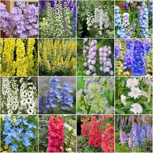 rittersporn - kräutersamen winterharte stauden mehrjährig exotische blumenwiese mehrjährig winterharte für garten balkonblumen 250samen