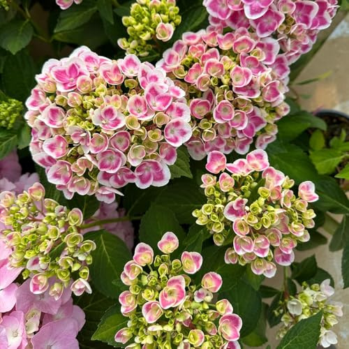 acquistare semi di ortensia, biologici da esterno resistenti serre da balcone autunnale to balcone di selvatici giardino 85pcs