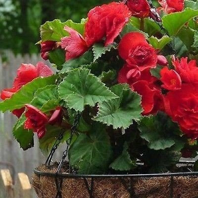 Graines de fleurs de Bégonia Double Red (Begonia Tuberosa) Paquet de 100 graines