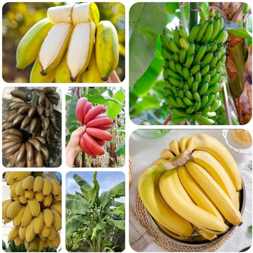 semi resistenti di banano, banana - colonnari per il giardino nani decorazione 250pcs