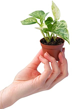 PLNTS - Baby Epipremnum Aureum Marble Queen (Efeutute) - Zimmerpflanzen, Pflanzen Echt, Nachhaltige Verpackung - 6cm Topf - Höhe 10cm - Direkt von der Gärtnerei